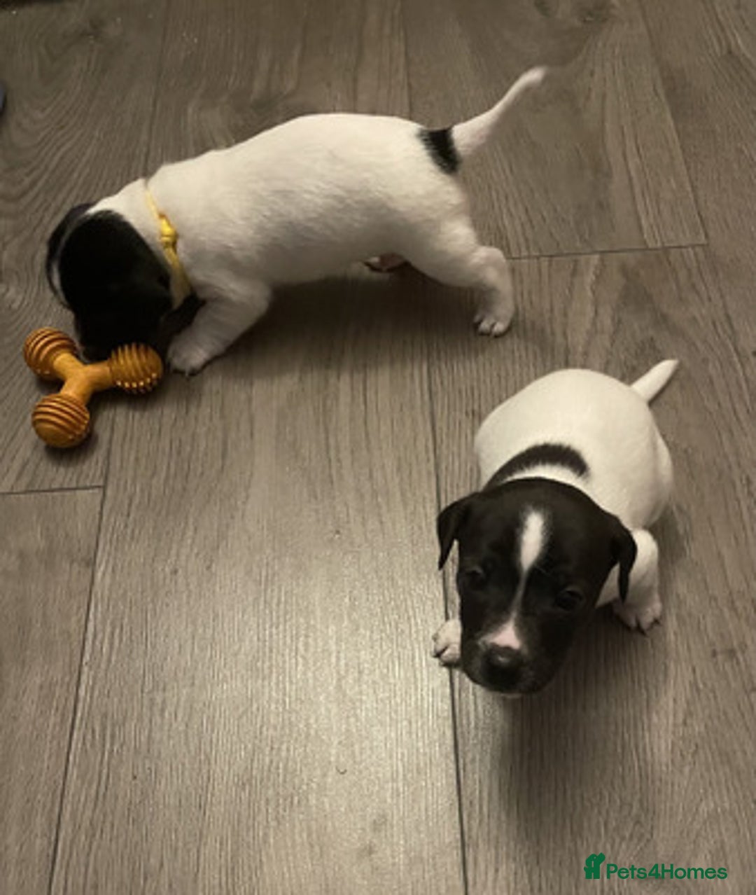 Jack Russell dogs for sale: Gorgeous Jack Russell Puppies For Sale - Image 5
