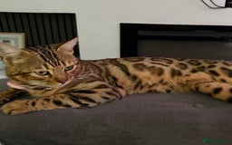 Bengal cats for sale: cute bengal boy - Advert 6