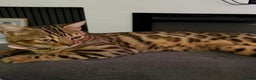 Bengal cats for sale: cute bengal boy - Advert 6