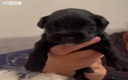 Miniature Schnauzer dogs for sale: Stunning KC Reg Miniature Schnauzers  - Image 9