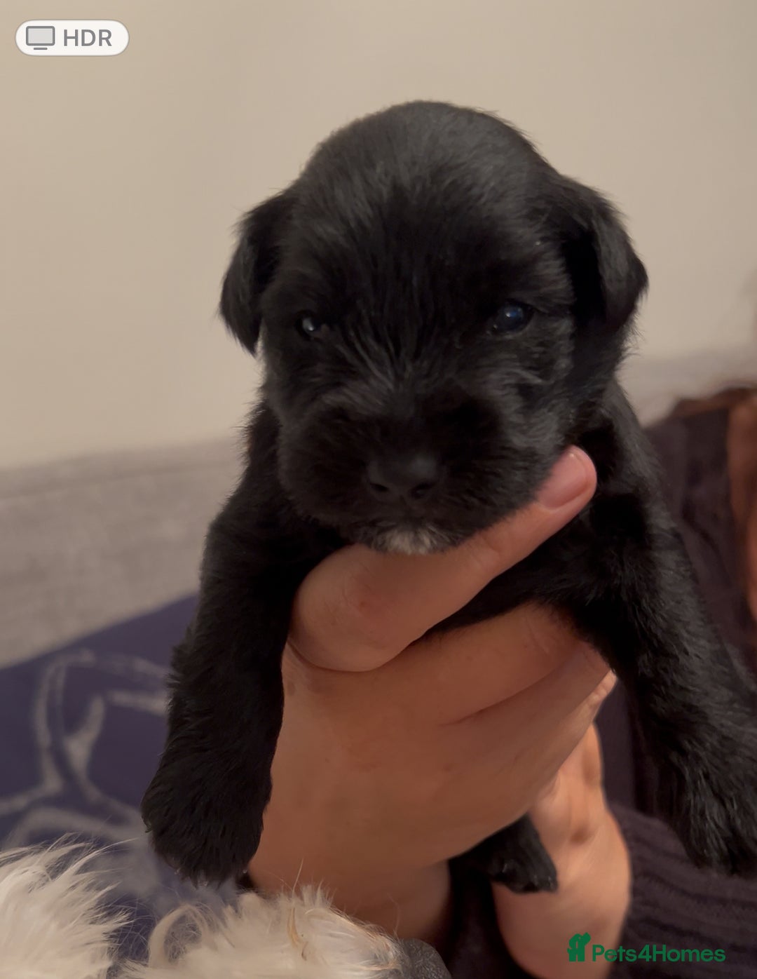 Miniature Schnauzer dogs for sale: Stunning KC Reg Miniature Schnauzers  - Image 9