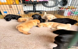 Labrador Retriever dogs for sale: Beautiful KC Registered Lab Pups  - Image 7