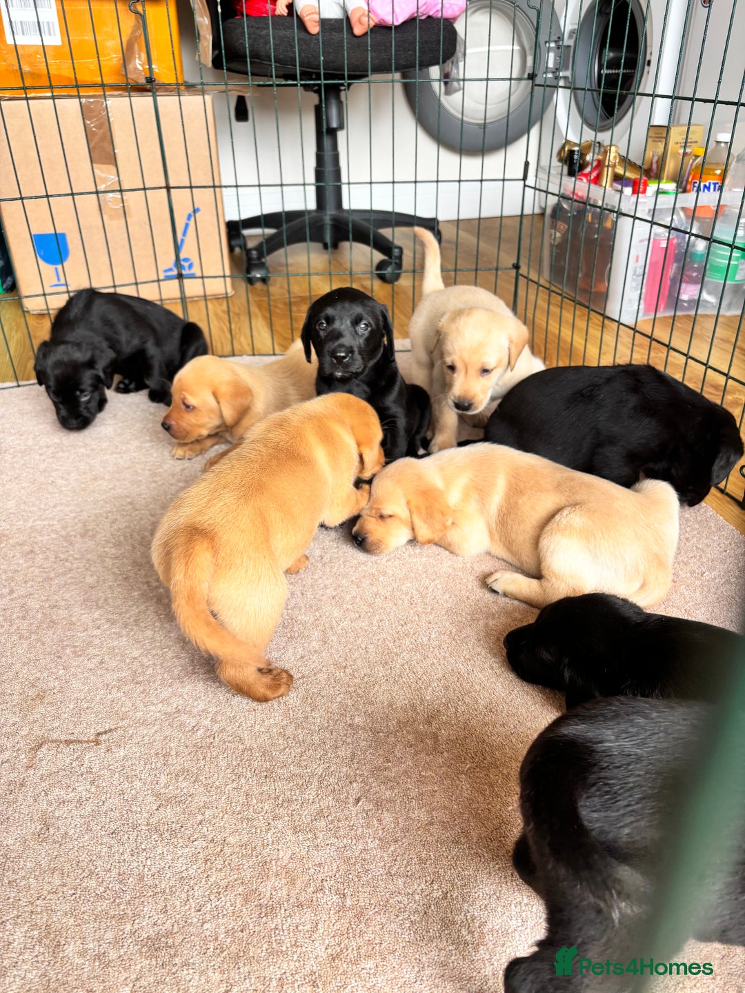 Labrador Retriever dogs for sale: Beautiful KC Registered Lab Pups  - Image 7
