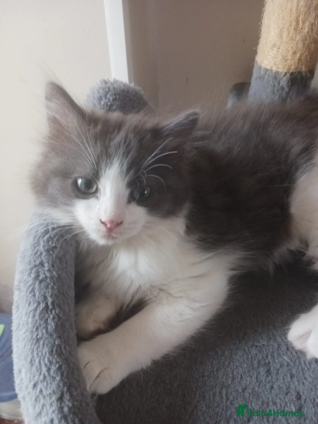 Ragdoll cats for sale: CUTE RARE BLUE COLOUR RAGDOLL KITTENS  - Advert 19