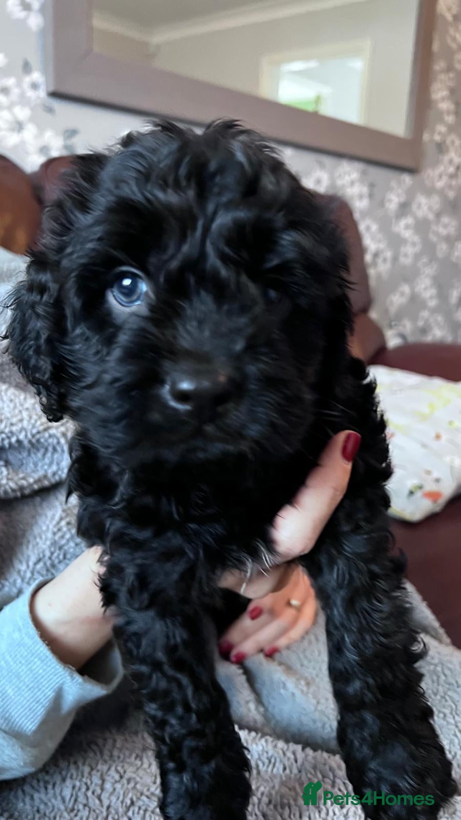 Cavapoo dogs Beautiful Cavapoo Puppies - Advert 2
