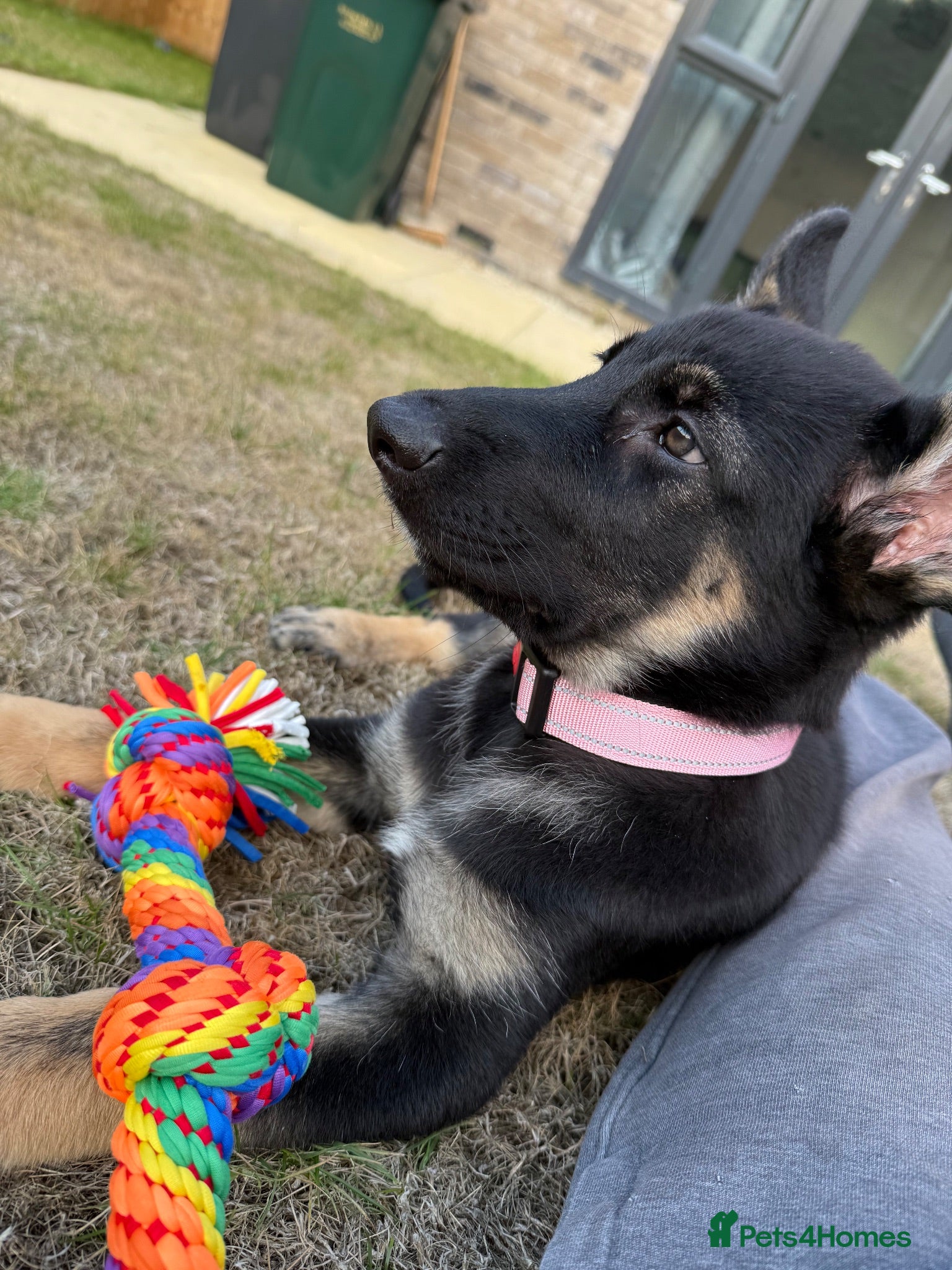 German Shepherd dogs 14 Week Pup  - Advert 1
