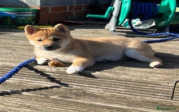 Japanese Shiba Inu dogs for sale: 🧡🦊Stunning KC Shiba Inu female ready now!🧡🦊 - Image 5
