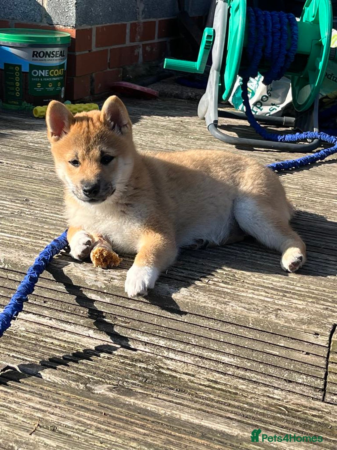 Japanese Shiba Inu dogs for sale: 🧡🦊Stunning KC Shiba Inu female ready now!🧡🦊 - Image 5