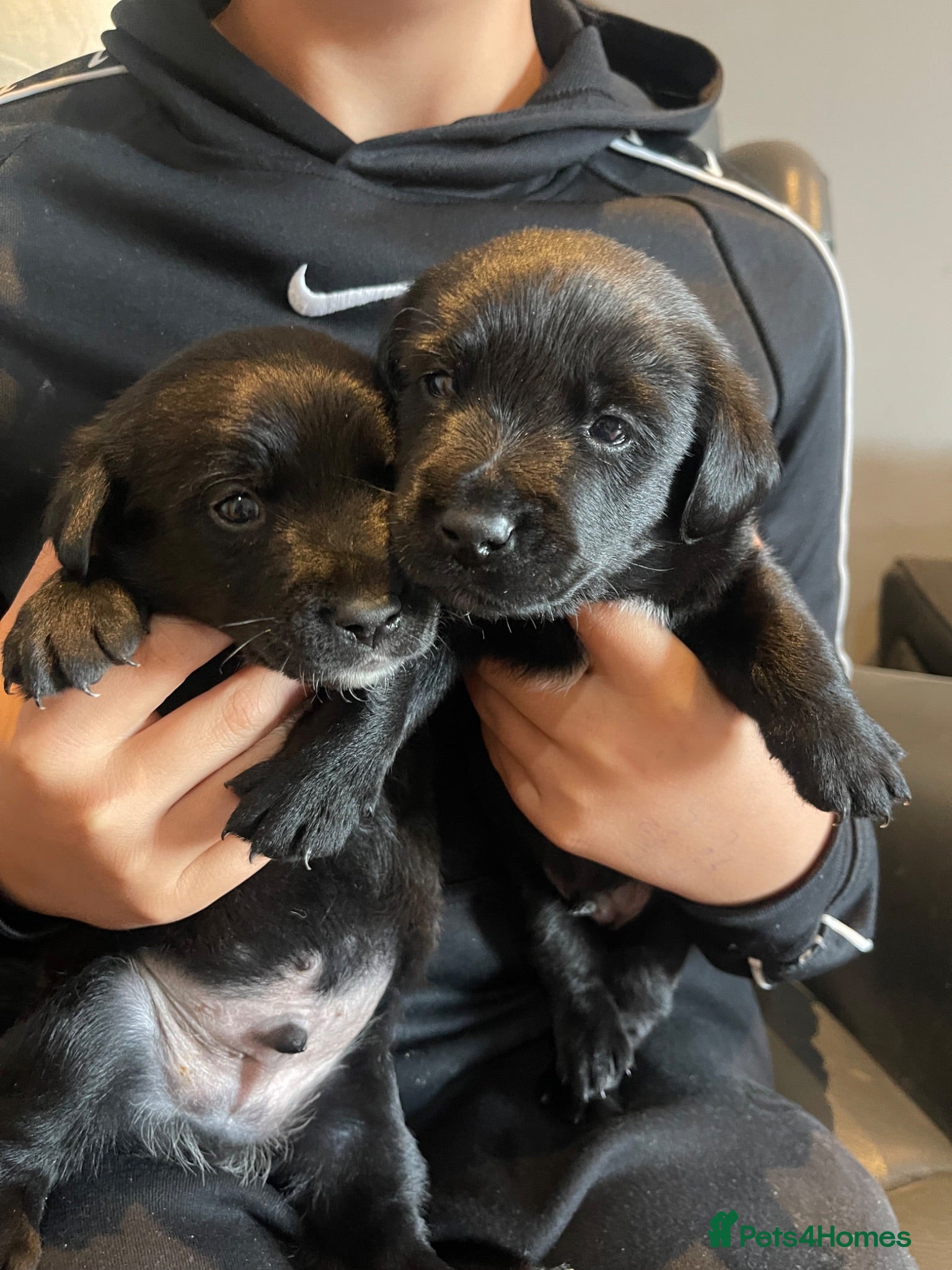 Mixed Breed dogs Gorgeous litter of jackadors  - Advert 14
