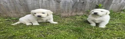 Golden Retriever dogs for sale: Golden Retriever Puppies  - Advert 17
