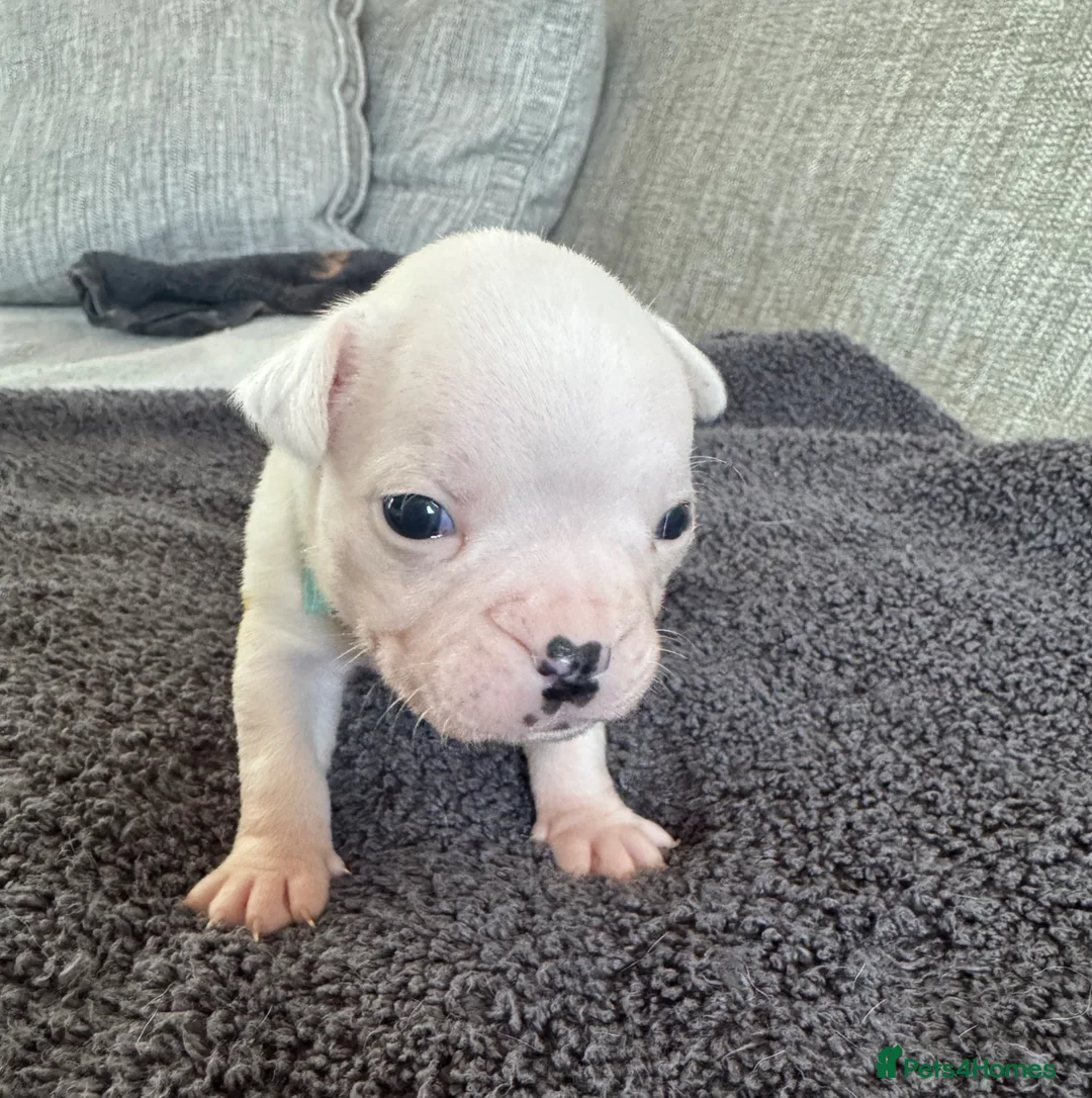 Mixed Breed dogs for sale: American Bulldog x Chihuahua - Advert 21