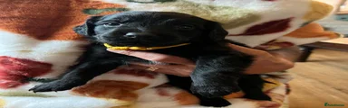 Mixed Breed 5