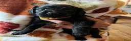Mixed Breed dogs for sale: Cocker Spaniel × Rottweiler in Matlock - Advert 6