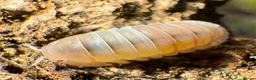 Isopods invertebrates for sale: Isopods for sale in the UK - Advert 3