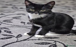 Balinese cats for sale: KITTEN BOY 4 Months old  - Image 1