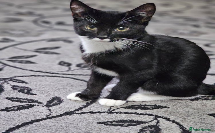 Balinese cats - Advert 1