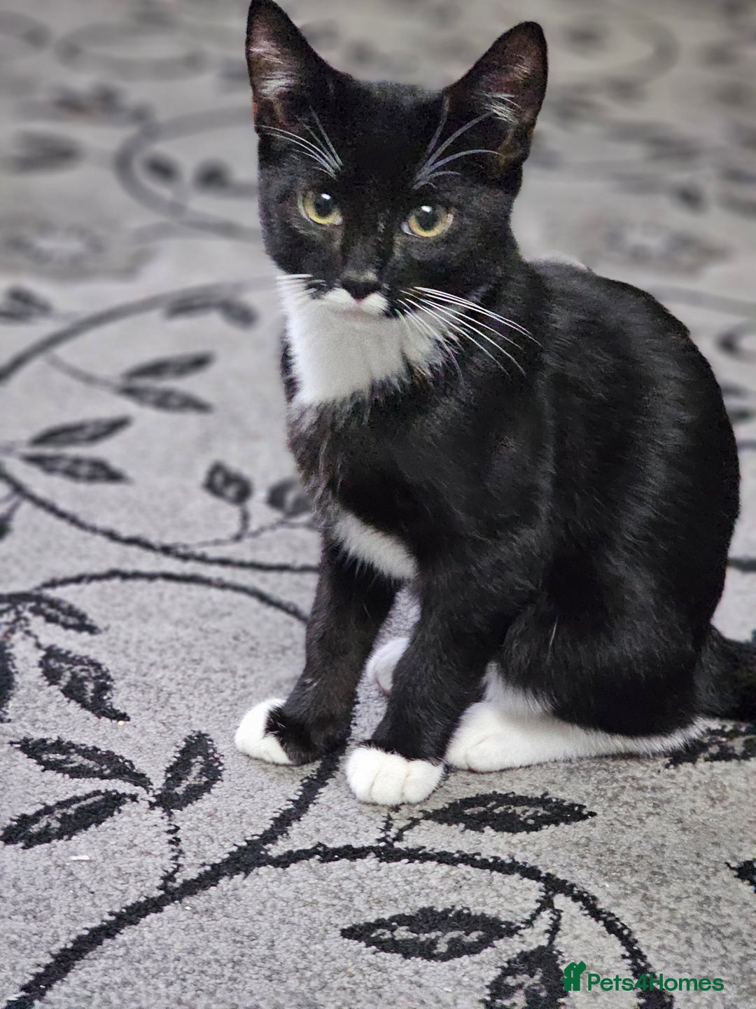 Balinese cats for sale: KITTEN BOY 4 Months old  - Image 1