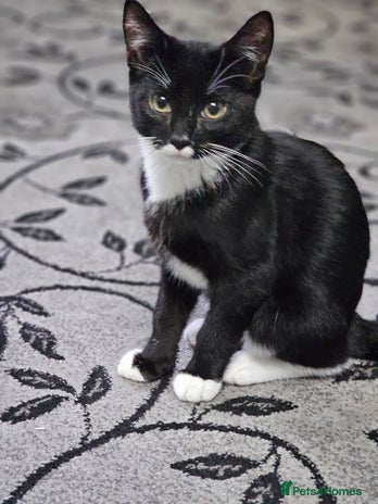 Balinese cats - Advert 2