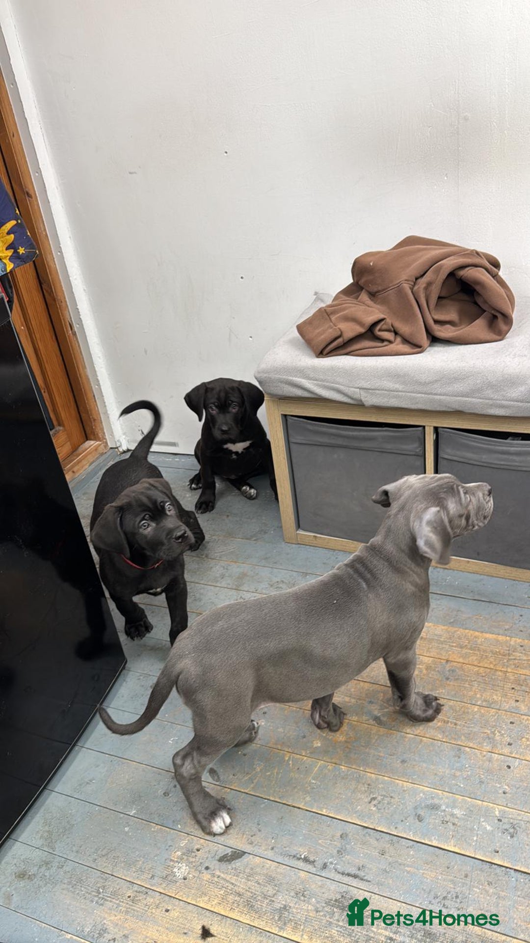 Cane Corso dogs for sale: Cane Corso pups  - Advert 18