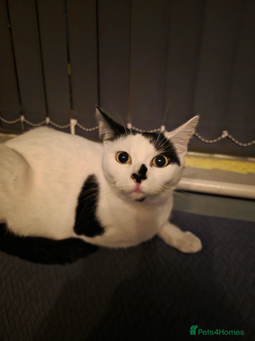 Mixed Breed cats for sale: Female kitten - Advert 1