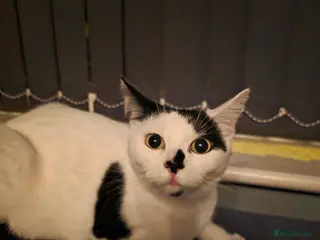 Mixed Breed cats Female kitten - Advert 2