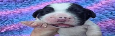 Destrier Bluebell Rosie Black/ White Girl