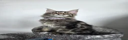 Maine Coon cats for sale: Maine coon pedigree kittens  - Advert 39