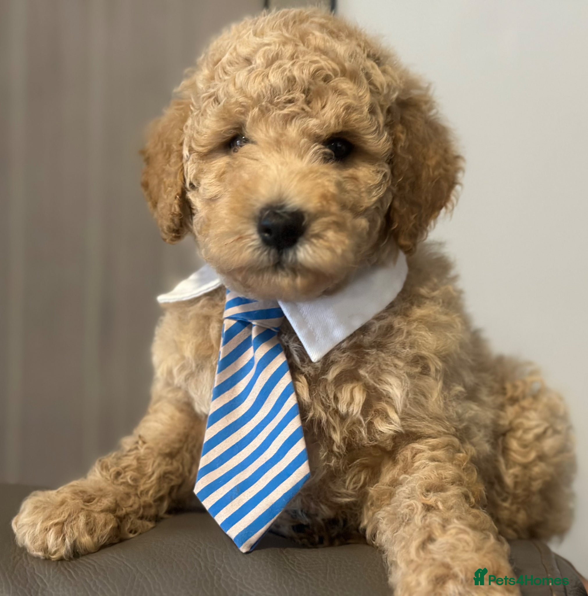 Goldendoodle dogs F1B MINI/MEDIUM GOLDENDOODLES FULL HEALTH CHECKED  - Advert 2