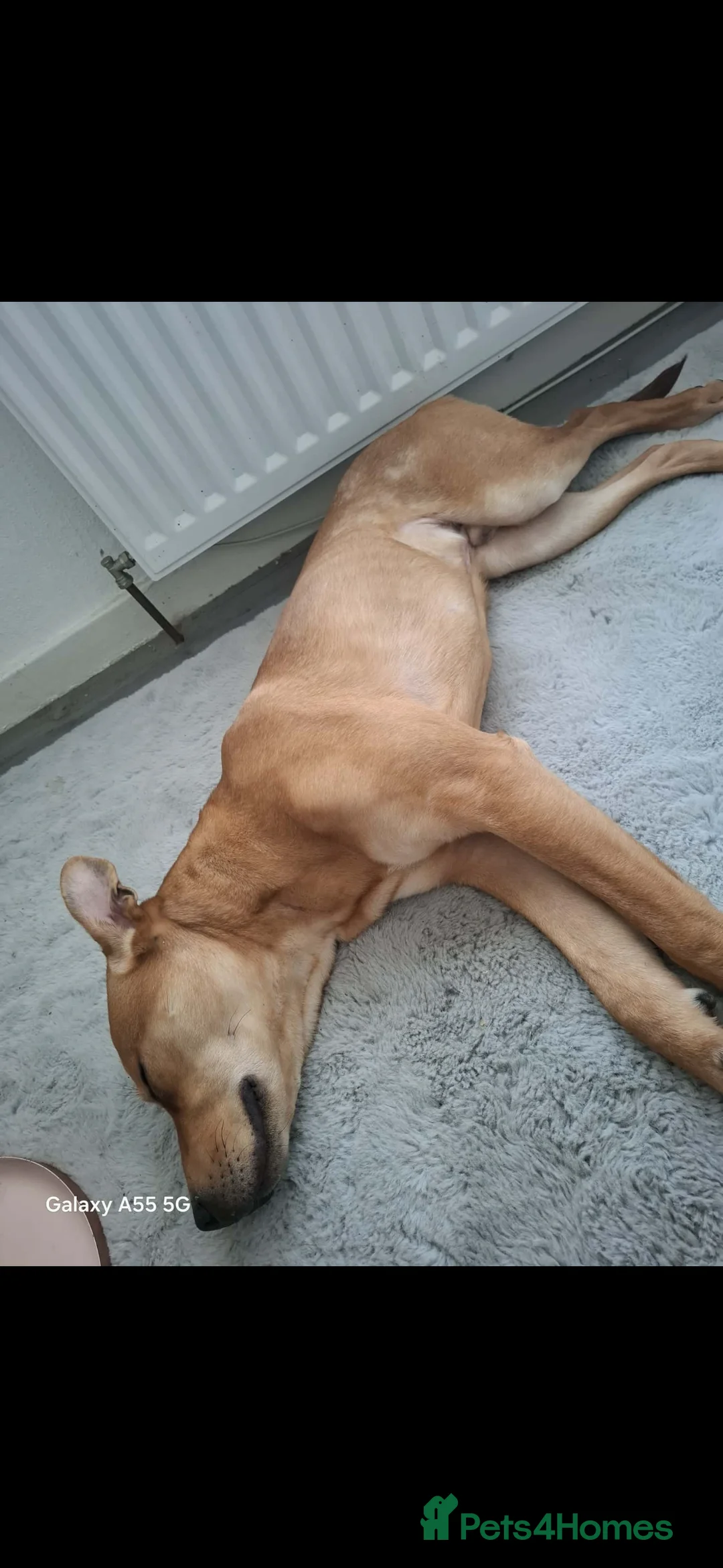 Mixed Breed dogs for sale:  Staffordshire bull terrier/ Belgian Malinois  - Advert 2