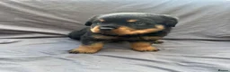 Rottweiler dogs for sale: Rottweiler pups - Advert 40