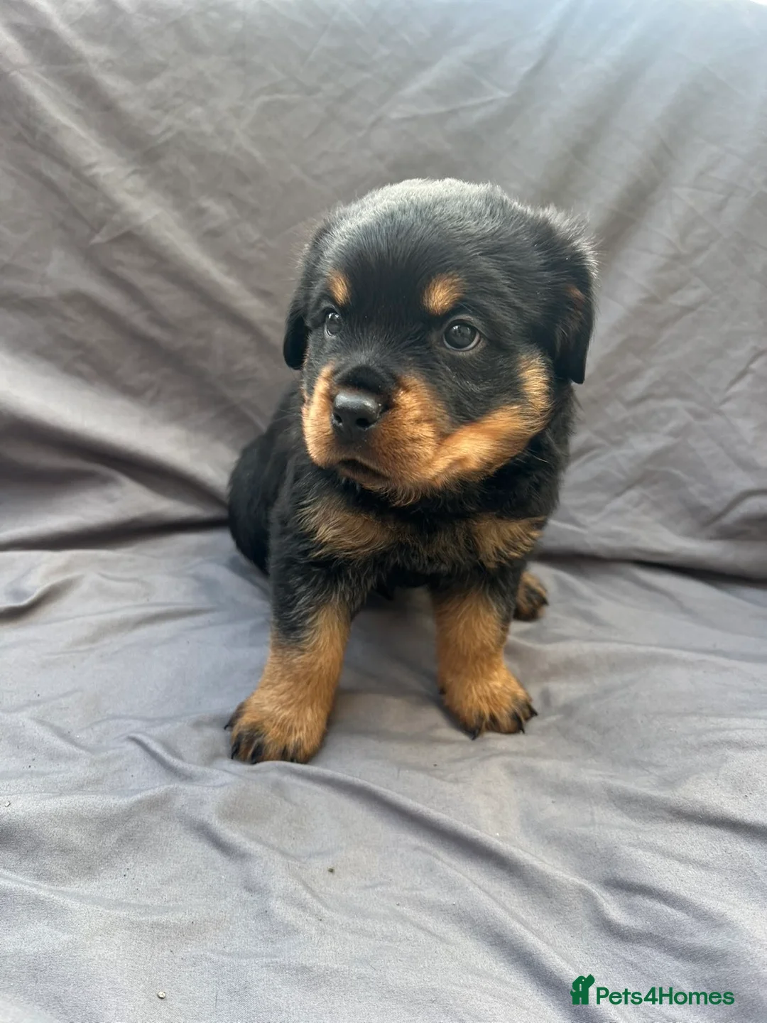 Rottweiler dogs for sale: Rottweiler pups - Advert 40