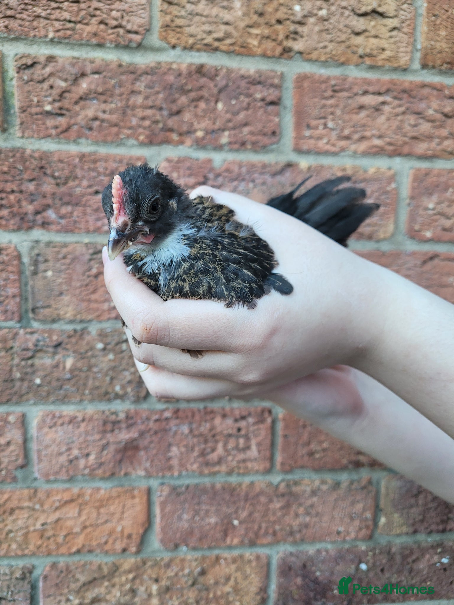 Chickens poultry Bantam x Silkie 6/7 weeks old - Advert 12