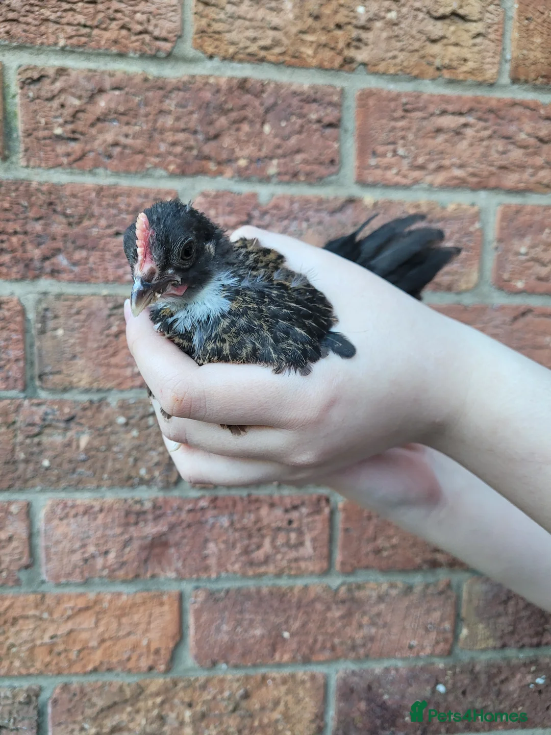 Chickens poultry for sale: Bantam x Silkie 6/7 weeks old in Doncaster - Advert 1