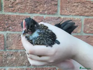 Chickens poultry Bantam x Silkie 6/7 weeks old - Advert 16