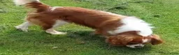 Cavalier King Charles Spaniel dogs for stud: Fully Health tested Cavalier at stud  - Advert 3
