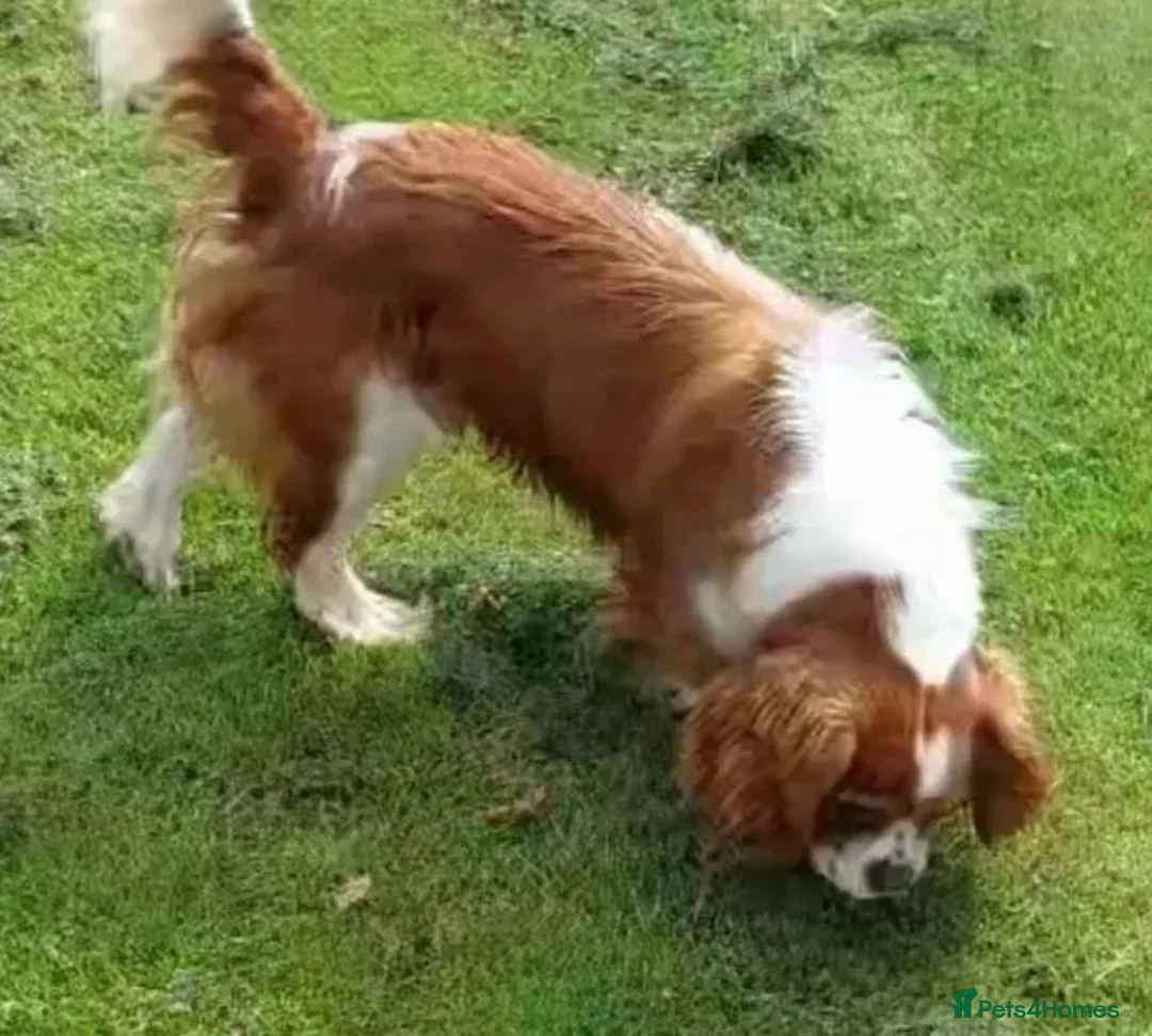Cavalier King Charles Spaniel dogs for stud: Fully Health tested Cavalier at stud  - Advert 3