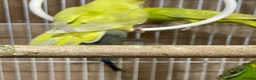 Budgerigars birds for sale: Budgies  - Advert 5