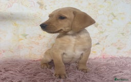 Labrador Retriever dogs for sale: Adorable Yellow Labradors *Ready Now* - Image 26