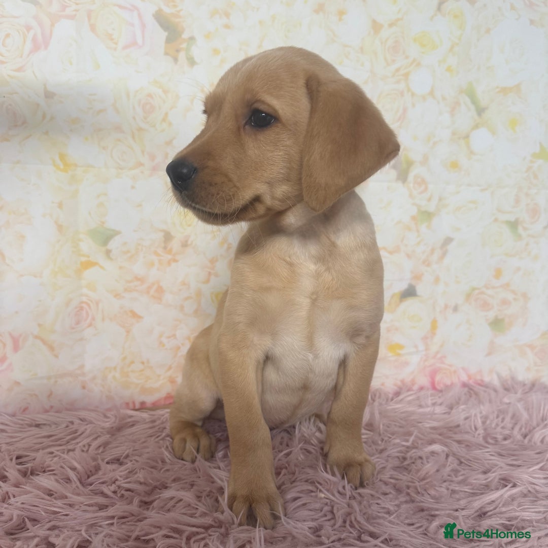 Labrador Retriever dogs for sale: Adorable Yellow Labradors *Ready Now* - Image 26