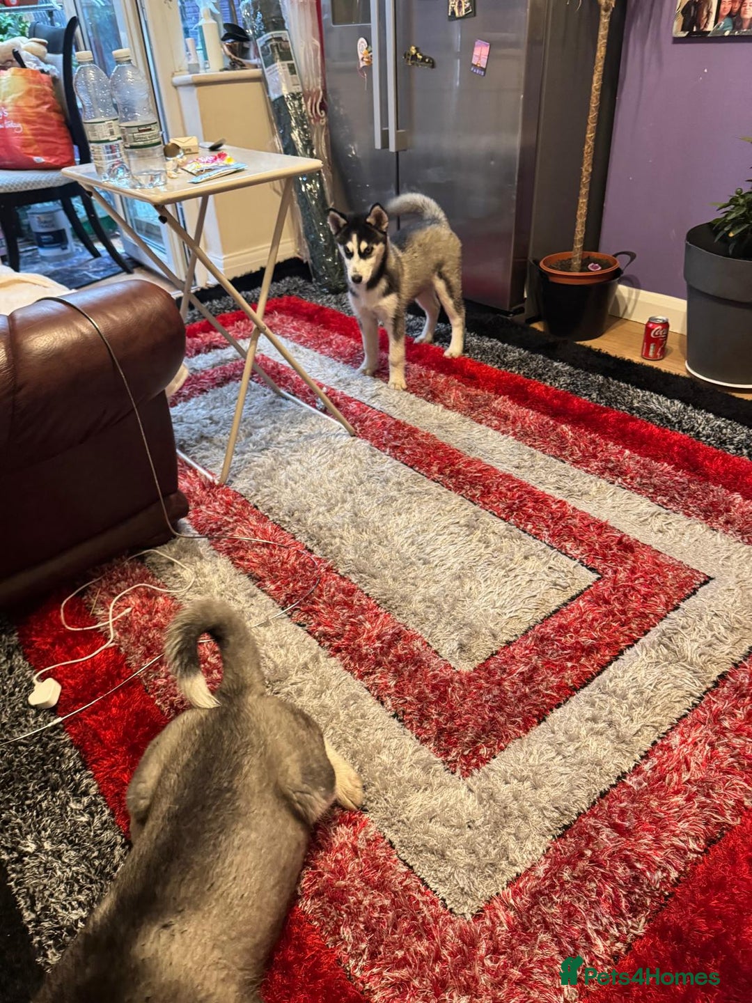 Siberian Husky dogs for sale: Last 2 beautiful girl from 7 puppy husky  - Image 10