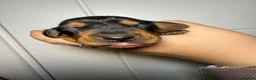 Miniature Dachshund dogs for sale: Beautiful Miniature Dachshund Puppies - Advert 5