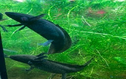 Other/Mixed Breed fish for sale: Two Axolotls - Wild Type - Green/Black - Image 1