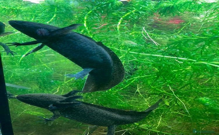 Other/Mixed Breed fish - Advert 2