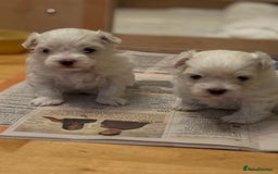 Maltese dogs for sale: ✨Adorable Maltese Puppies – Ready Soon! ✨ - Image 2