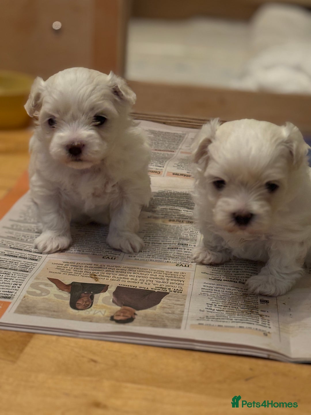 Maltese dogs for sale: ✨Adorable Maltese Puppies – Ready Soon! ✨ - Image 2
