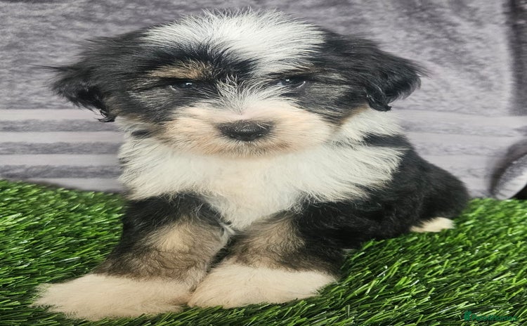 Tibetan Terrier dogs - Advert 1