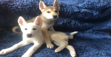 Japanese Akita Inu dogs - Advert 4