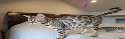 Bengal cats for sale: 🤍🤎🖤 GORGEOUS BENGAL KITTENS 🖤🤎🤍 - Advert 15
