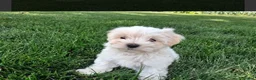 Maltese dogs for sale: Affectionate purebred maltese puppies  in Redcar - Advert 7