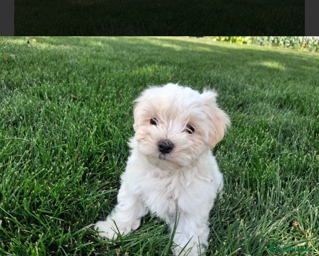 Maltese dogs for sale: Affectionate purebred maltese puppies  in Redcar - Advert 7